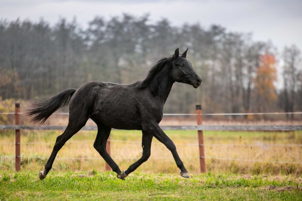 Ogier polski koń sportowy pełne pochodzenie PKS Holsztyn Zangersheide