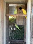 Casal de ring neck reprodutor