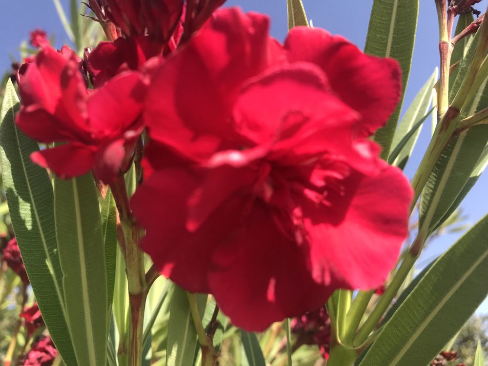 Oleander wiśniowy pełny pachnący kwiatach