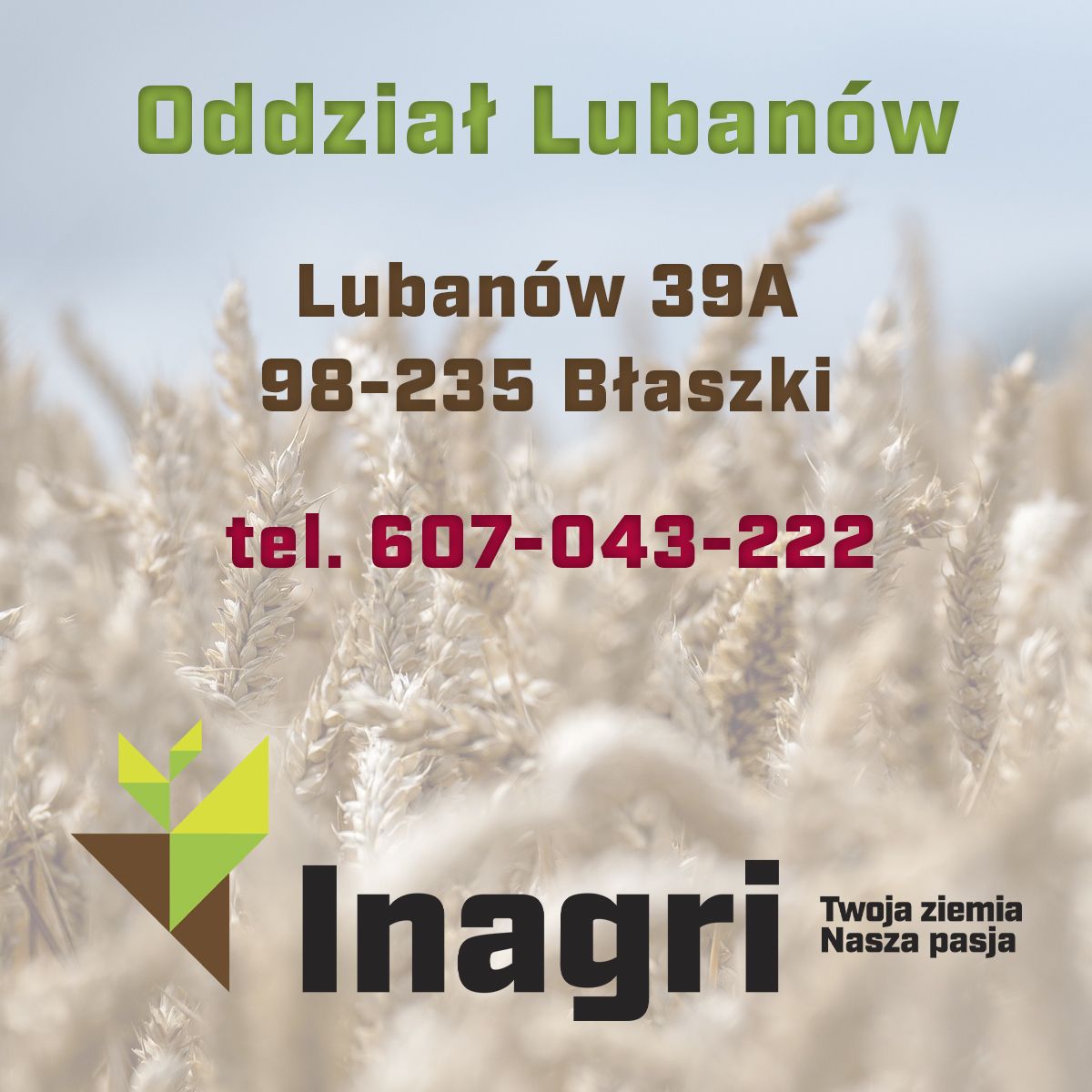 Pszenica ozima Argument, C1, opak. 50kg | dlaroslin.pl
