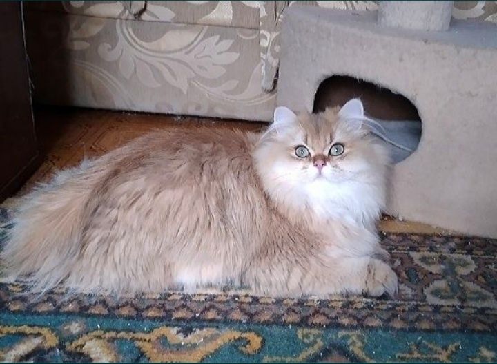 Золотая шиншилла мальчик длинношерстный британский