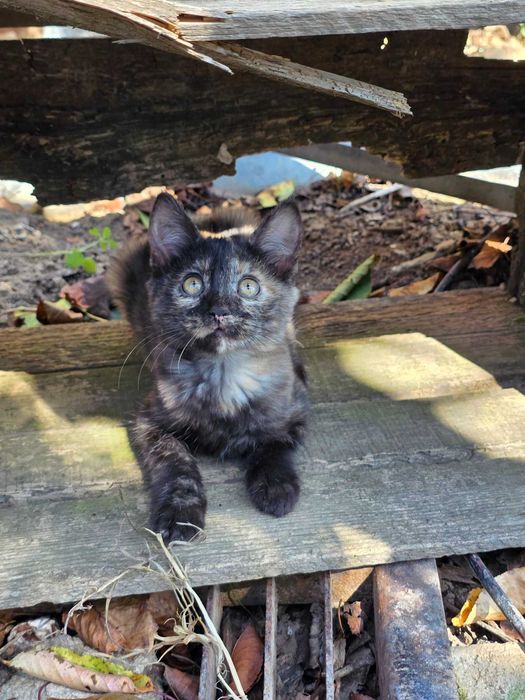 киця яка лове мишей