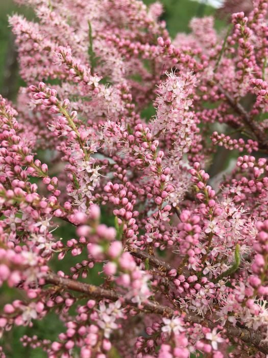 Тамарикс / тамариск / тамарікс саджанці в контейнерах
