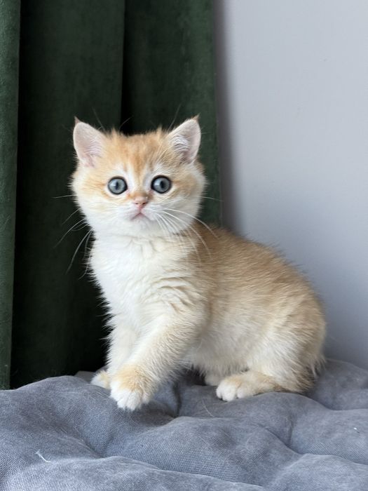 Котята британские золотая шиншилла