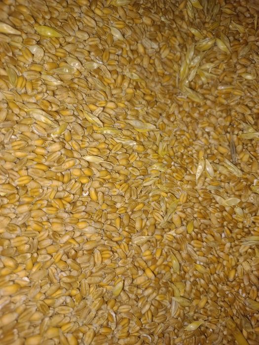 Продам зерно пшениці