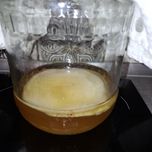 Kombucha Grzybek herbaciany SCOBY