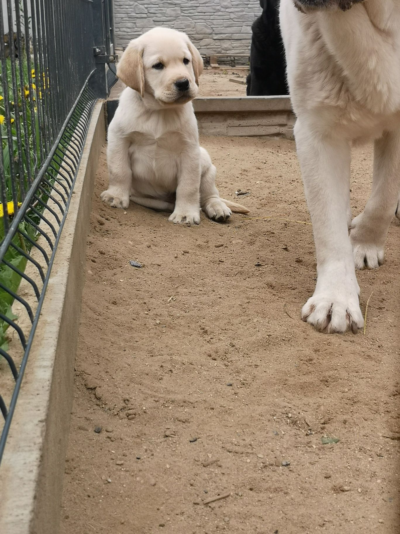 Labrador Retriever ZKwP FCI biszkoptowe