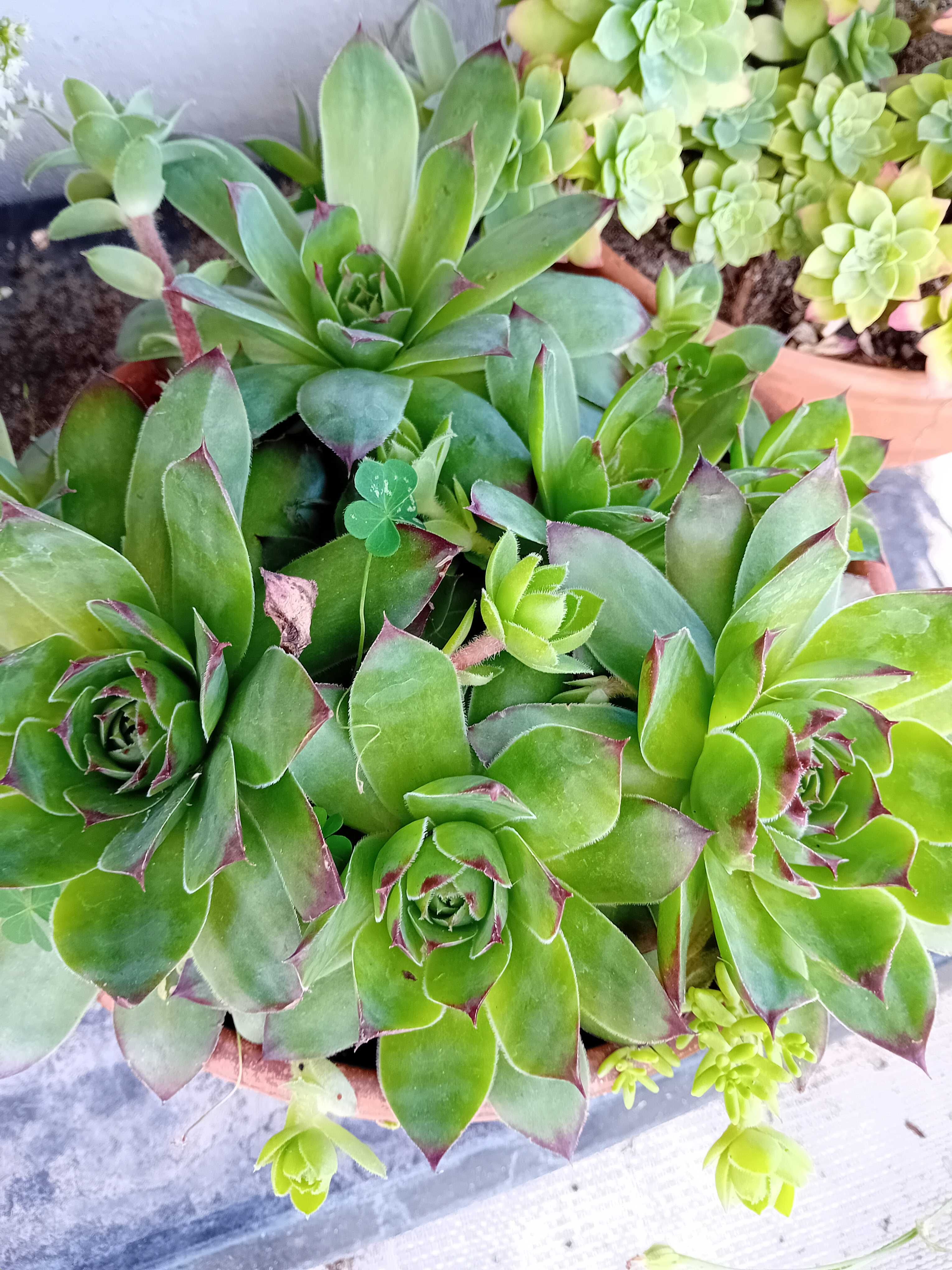 Suculenta em vaso de barro