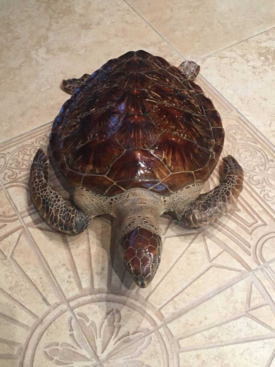 Чучело карибской черепахи