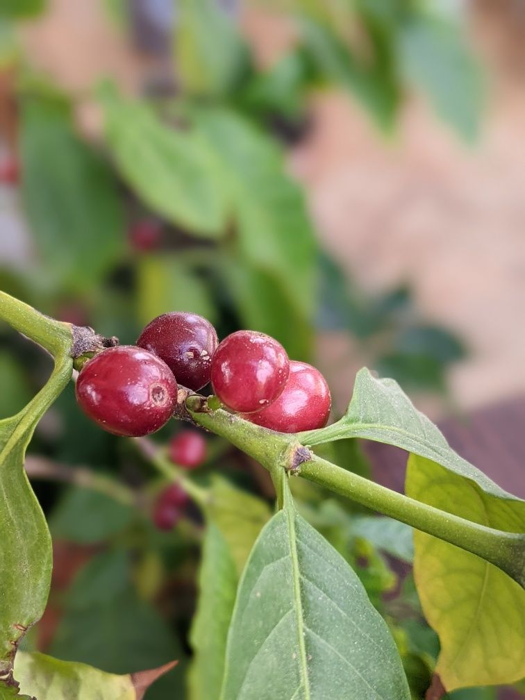 Кава насіння для домашнього вирощування