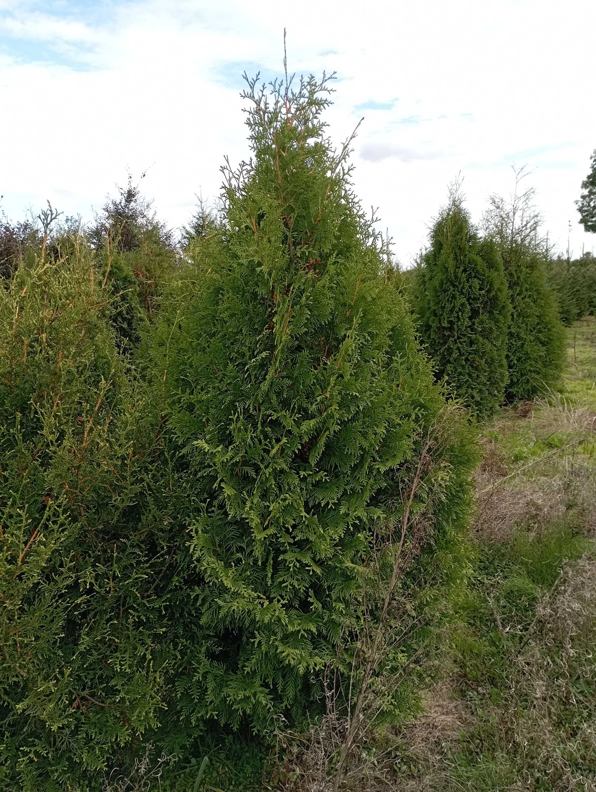 Tuja tuje brabant duże 180-200 cm tanio szerokie bardzo gęste dowóz