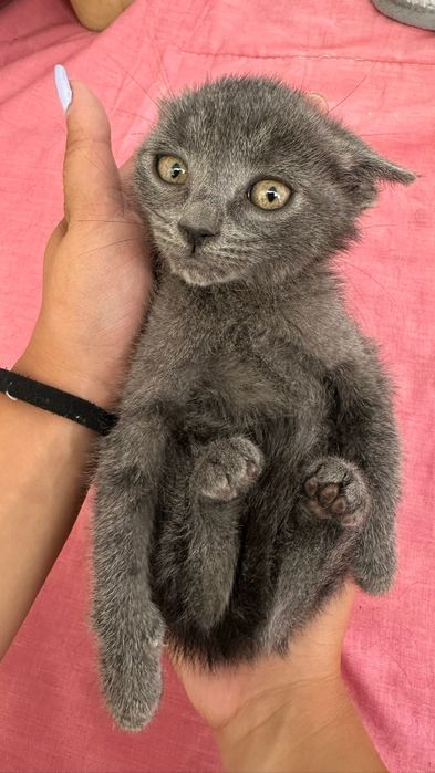 Gatinhas bebés para adoção