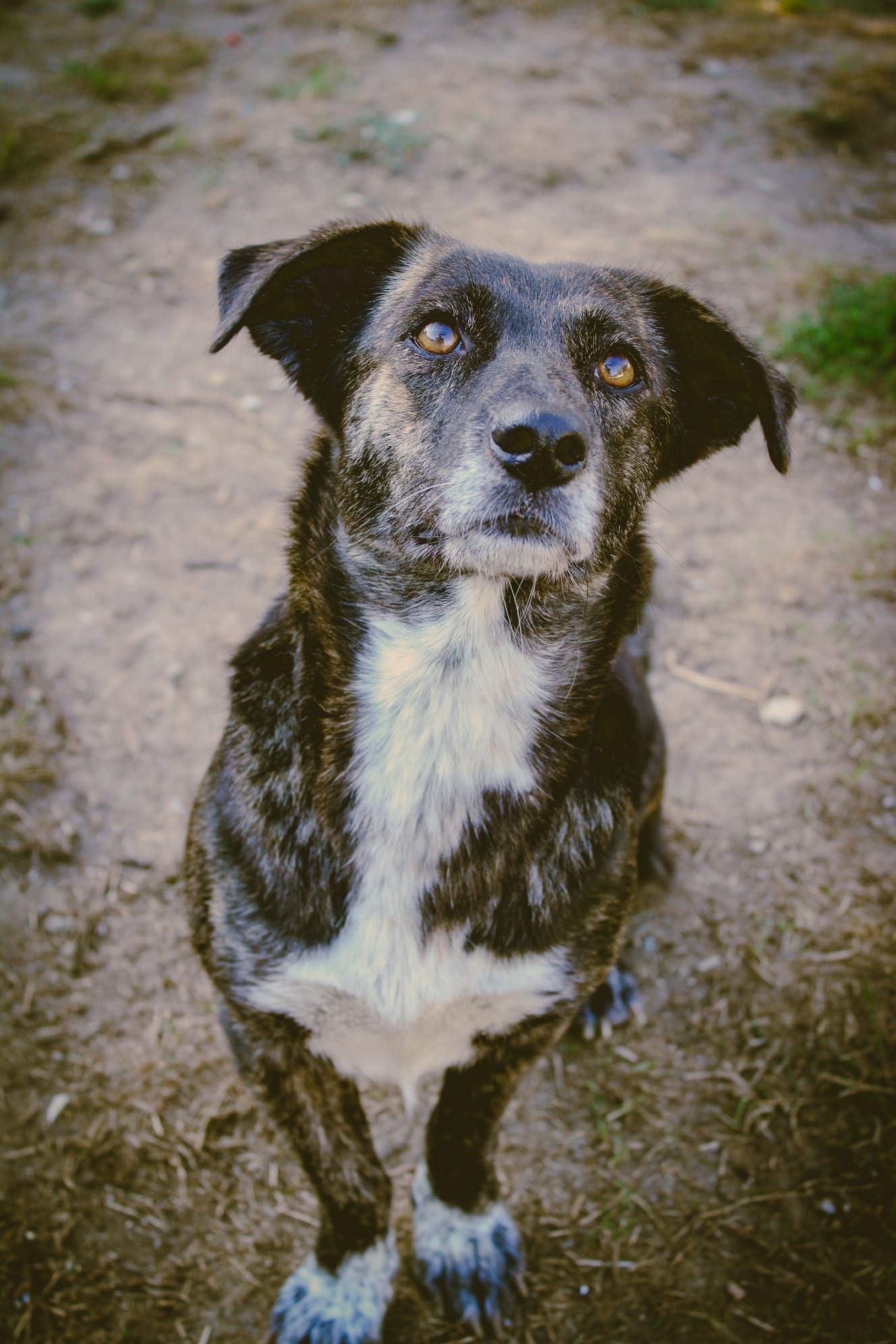 Cadela pequeno-medio para adopção