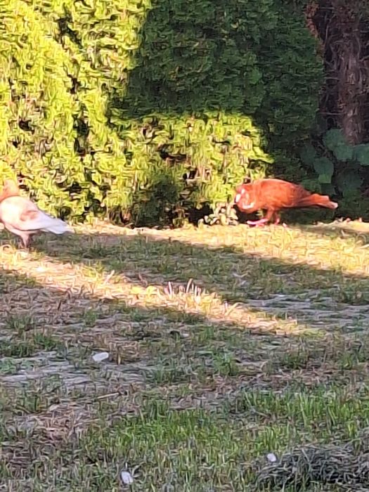 Stawaki polskie samiec rudy