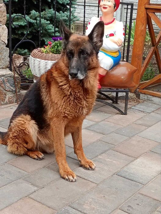 Продаются щенки немецкой овчарки