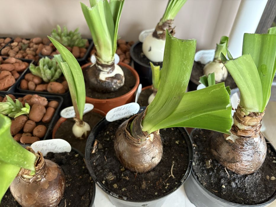 Набор: Три большие луковицы гиппеаструмов разных сортов