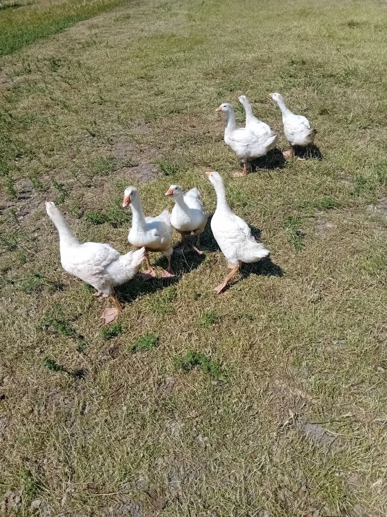 Gęsi młode białe