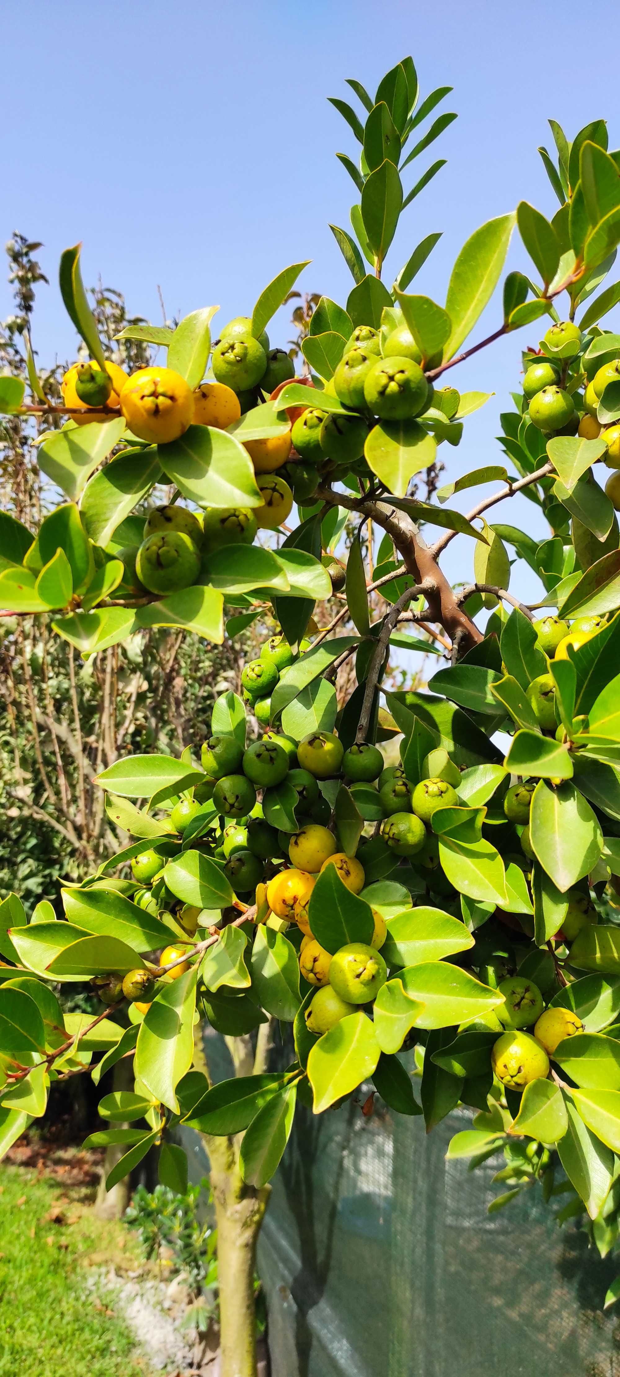 Araça amarelo arvores