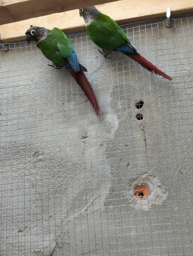 Casal de Pyrrhuras