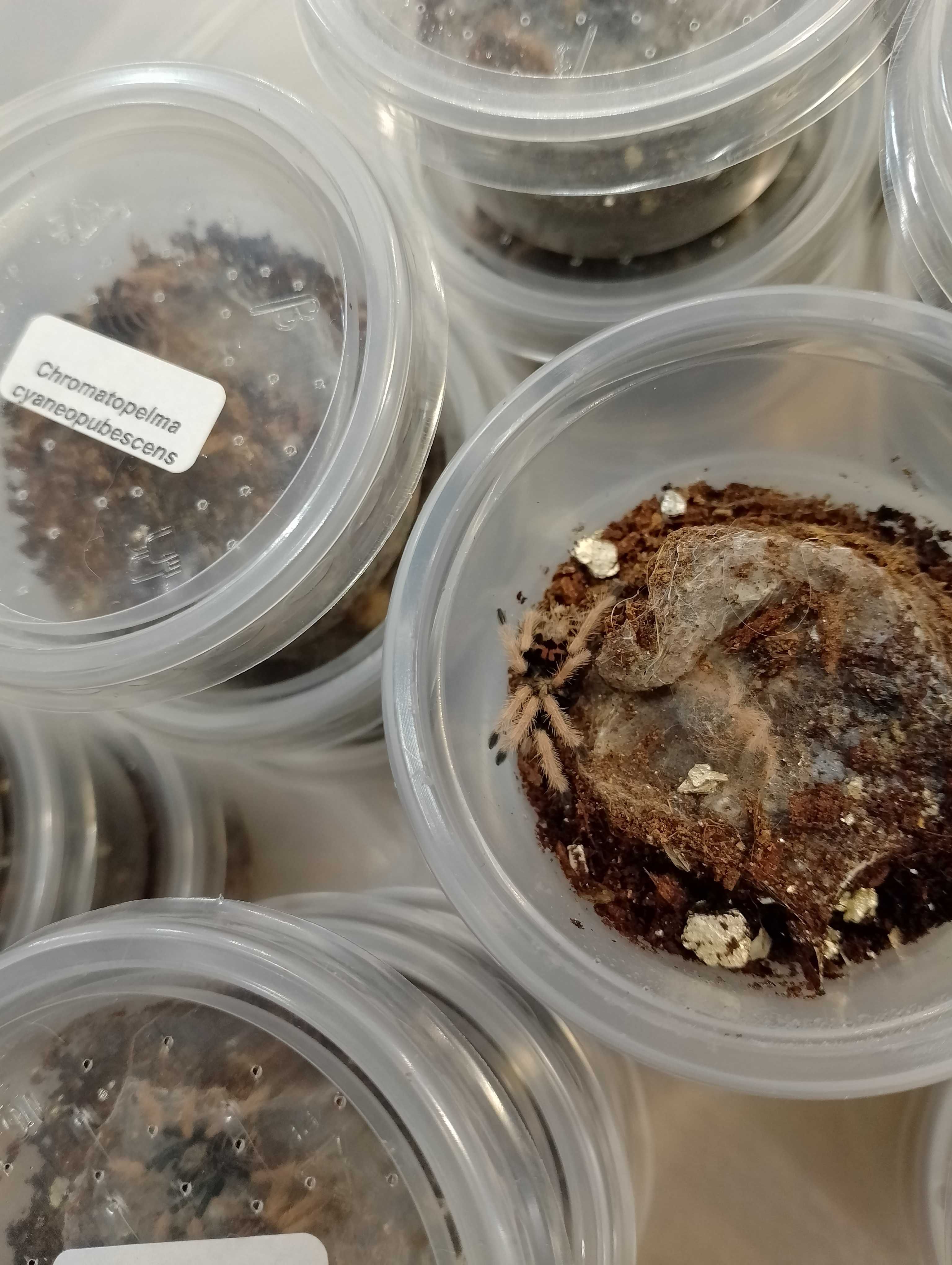 Chromatopelma cyaneopubescens L3/4 - sklep terrarystyczny ANIMALE