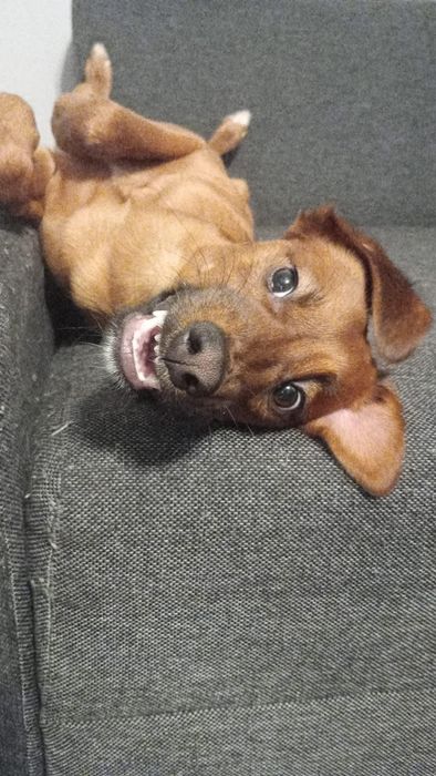 Witam oddam pieska w dobre rece