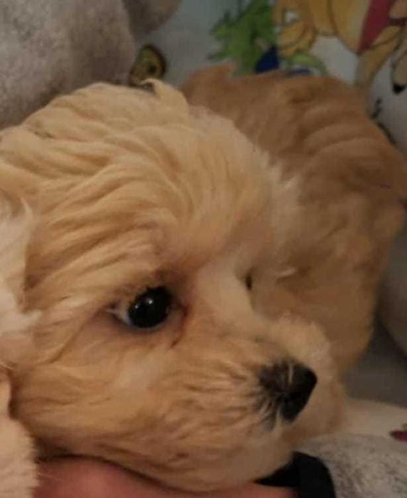 Matipoo Piesek rodzice z badaniami