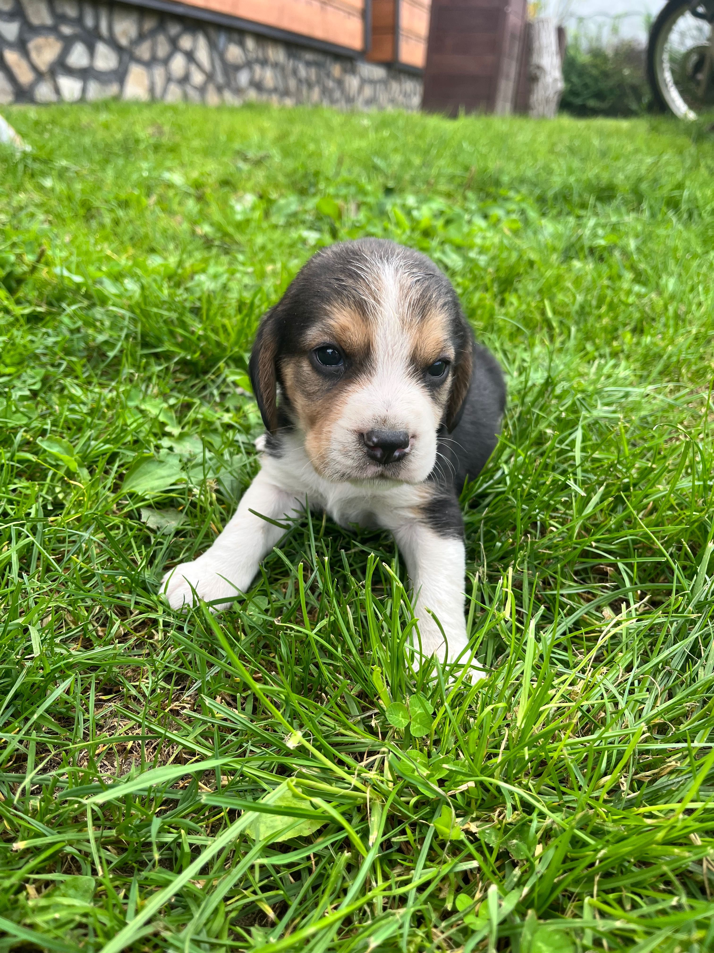 Beagle tricolor chip