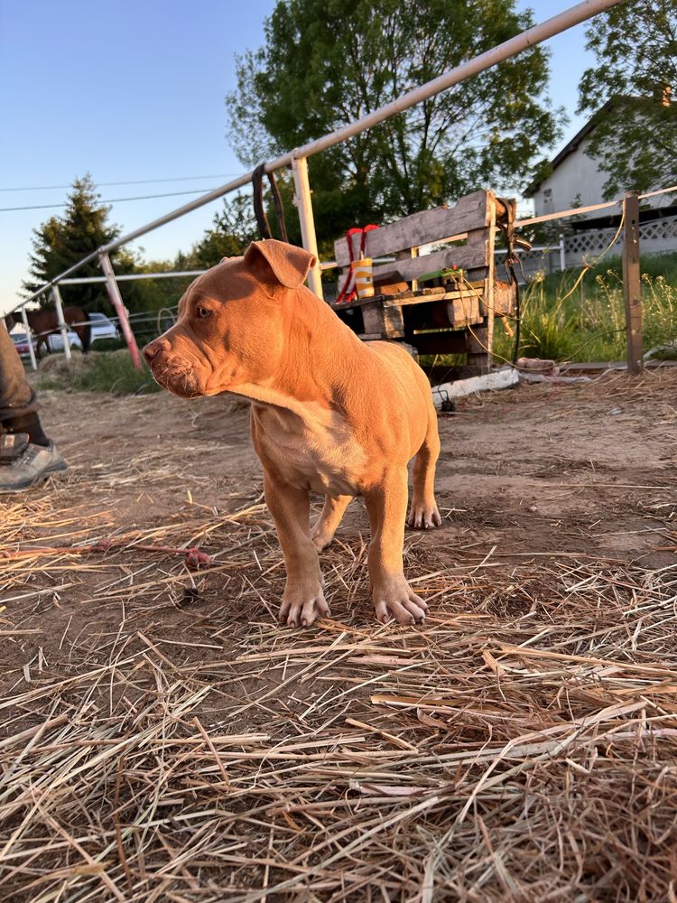 American bully pocket