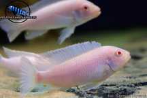Pseudotropheus socolofi snow.Pyszczaki z Malawi.