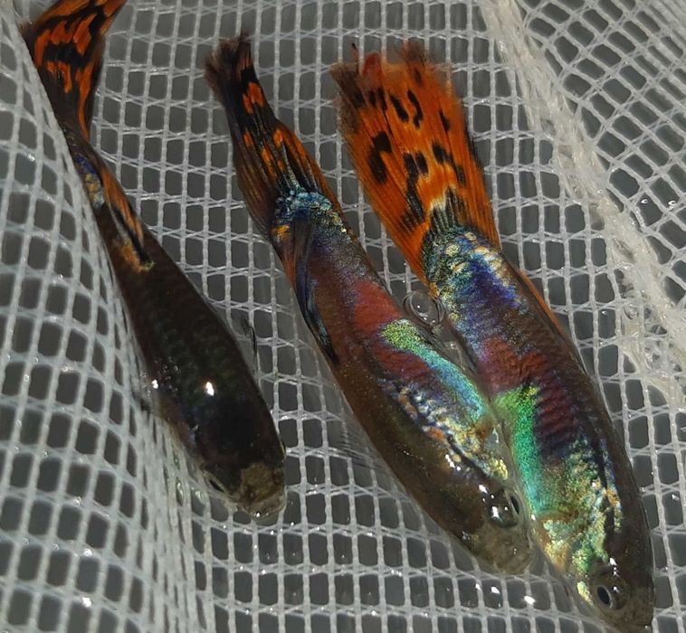 Gupik odmiana RED MOSAIC TAIL - Poecilia reticulata - dowóz