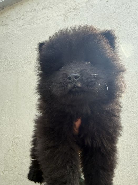 Chow Chow Macho Preto