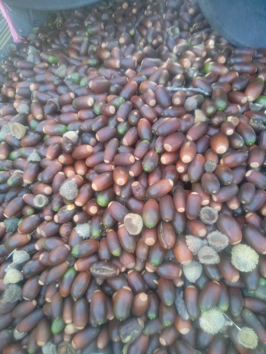 Bolota sobreiro nova