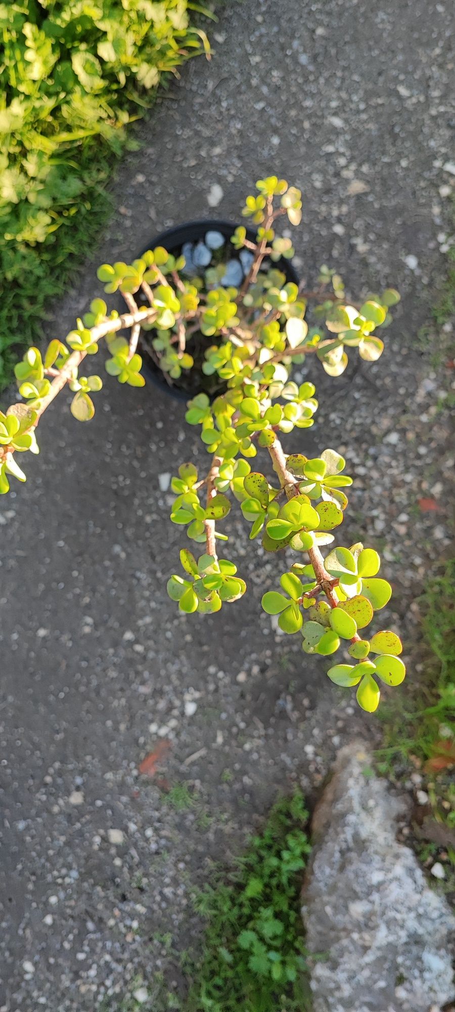 Planta suculenta
