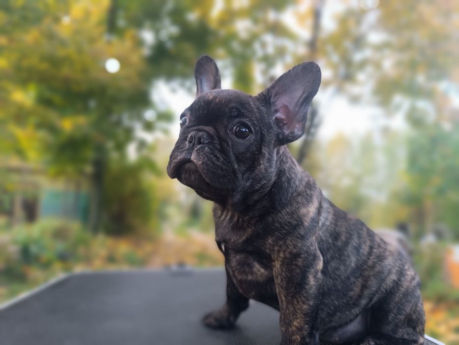 Buldog francuski suczka ZKwP