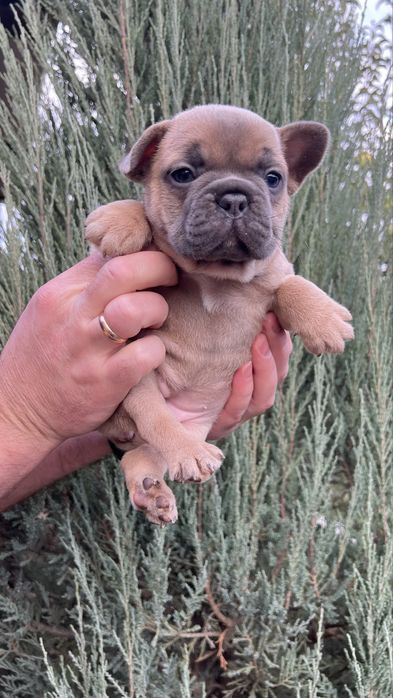 Шукаю родину дівчинка Француз