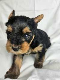 Piesek Yorkshire terrier