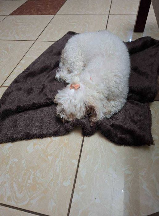 Mieszaniec maltańczyka suczka szuka domu