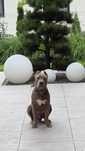 Pies American Bully XL