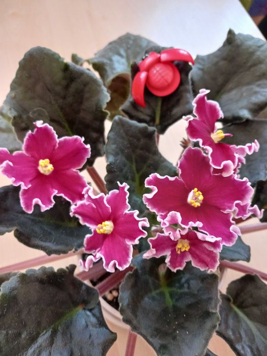 Фіалка вишневого кольору хвиляста