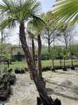 Palma trachycarpus fortunei mrozoodporna
