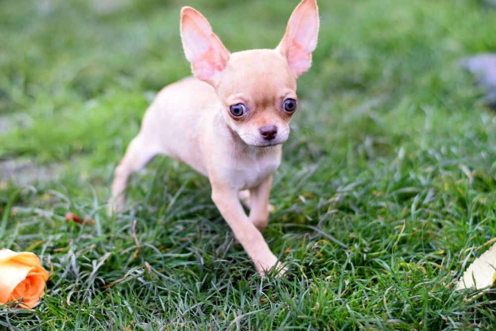 Супер девочка чихуахуа