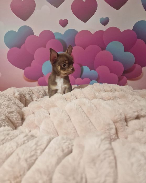 Czekoladowy chłopczyk chihuahua