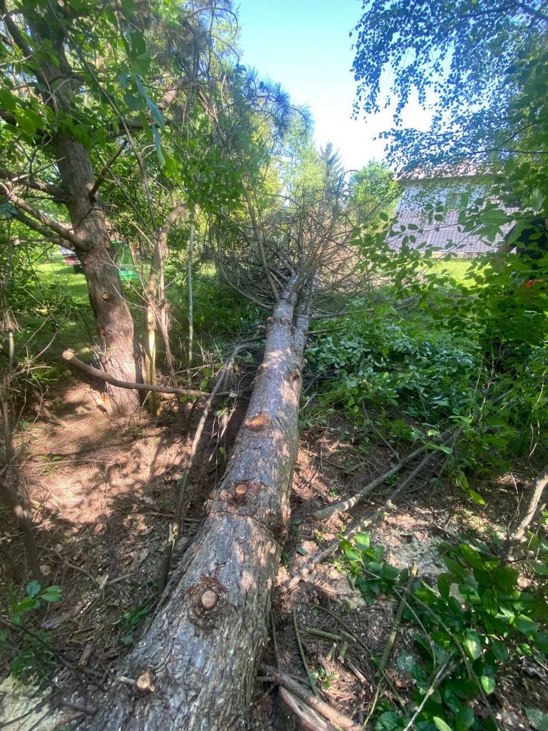 Usługi rębakiem, wynajem, dowóz, darmowa wycena zlecenia Arborist 150