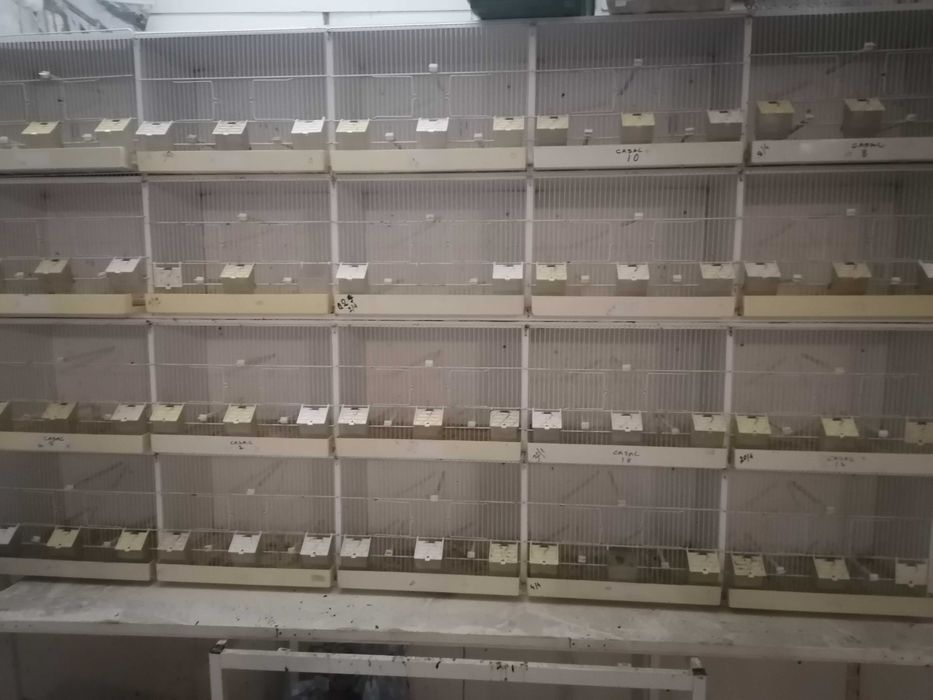 Vendo bengalins reprodutores
