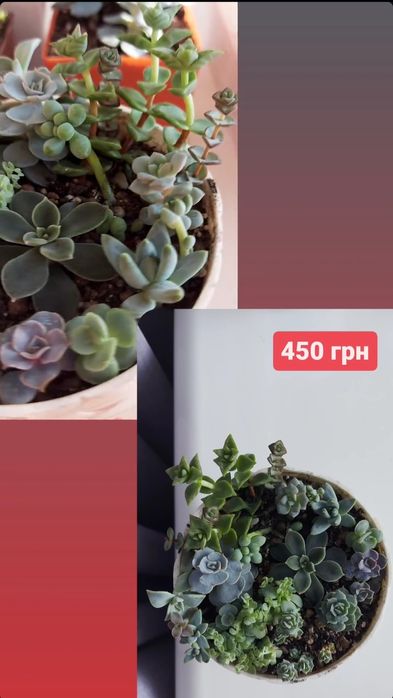 Сокуленти,  ехеверія, торсі, лілачіна