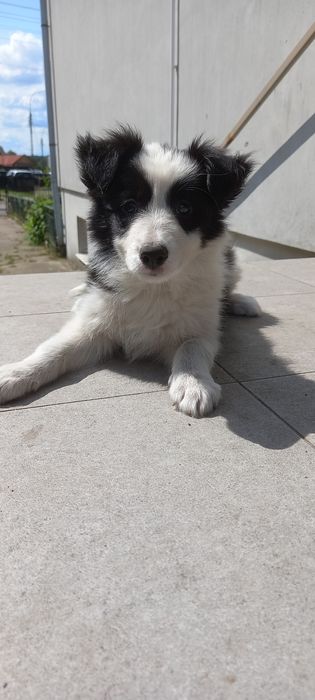 Sprzedam  Border Collie ( Suczka )