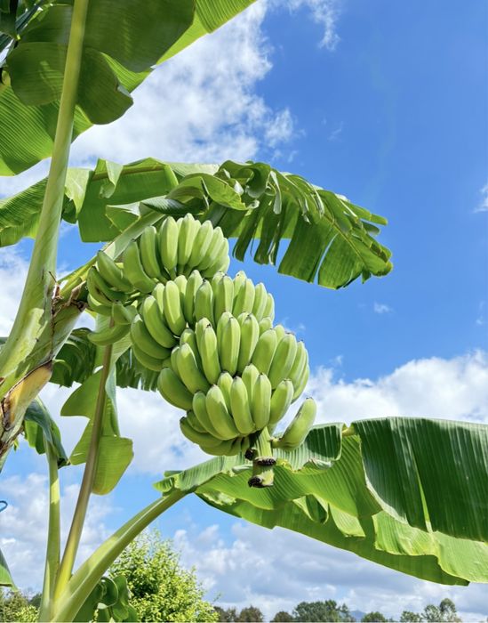 Vendo bananeiras