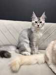 Koteczka Maine Coon, rodowod FPL, linia shaded