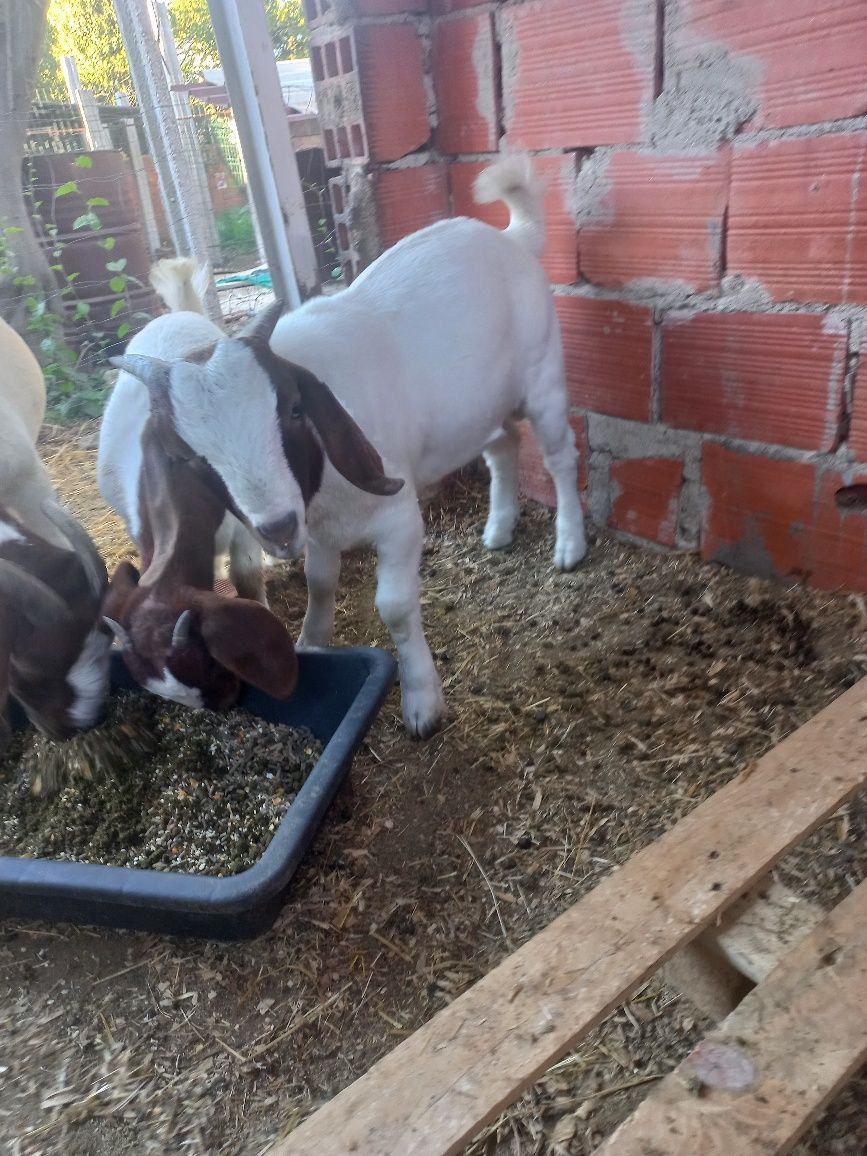 Cabrito boer pais a vista