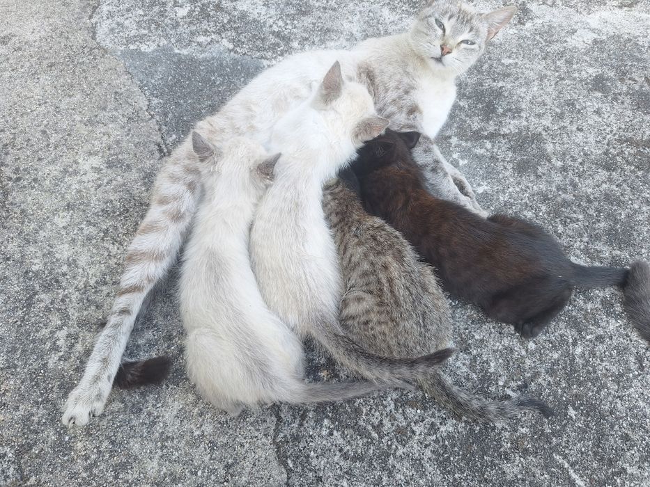 Gatinhos para adoção